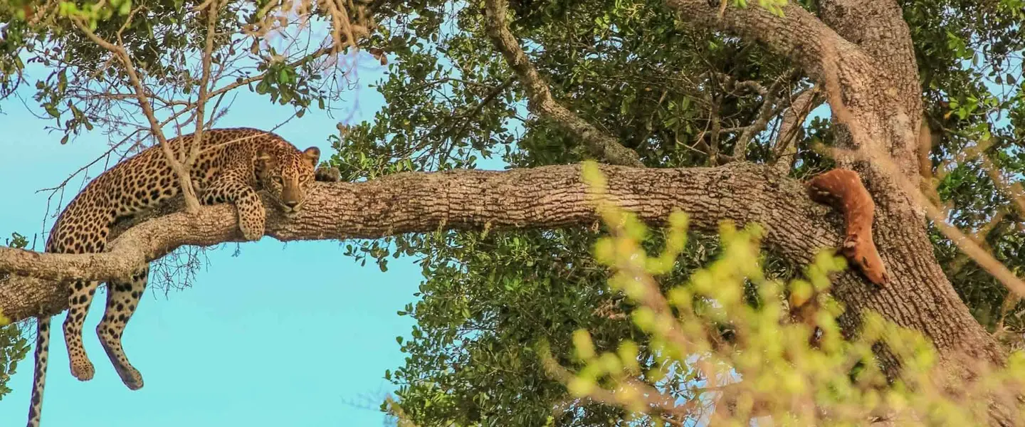 Wildlife