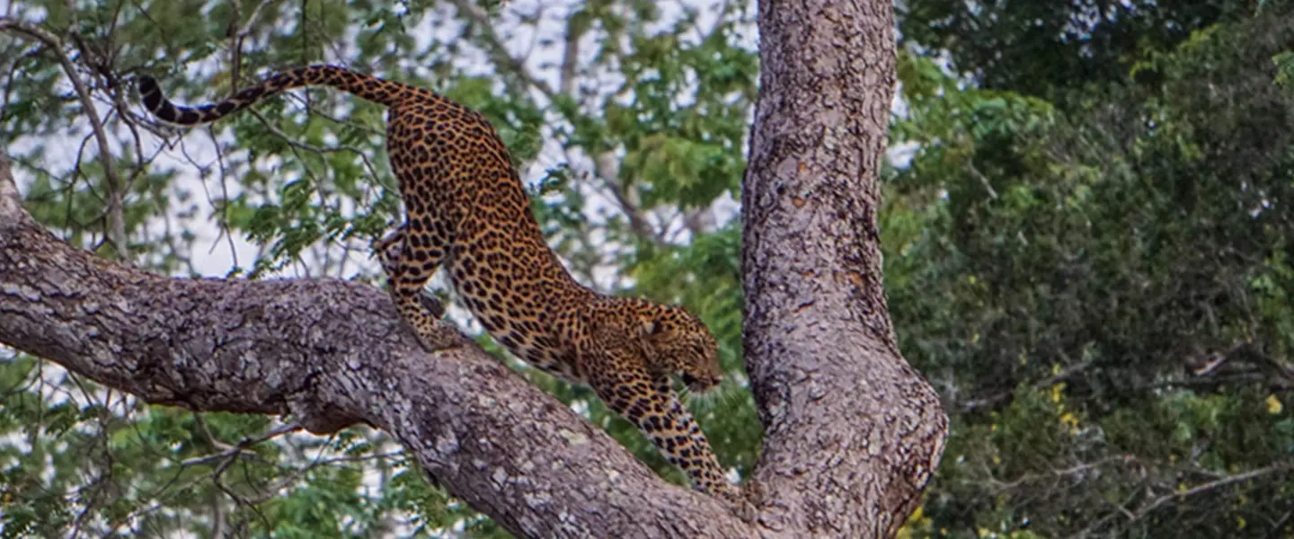 The Sri Lankan Safari