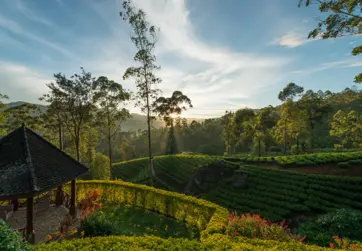 Ceylon Tea Trails – Large (1)
