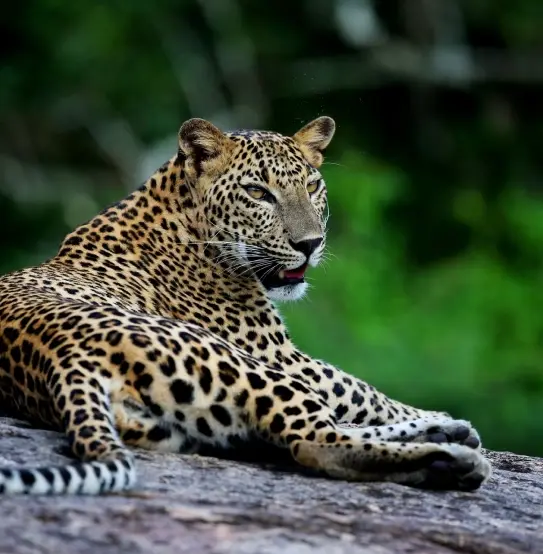 Leopard at Yala National Park