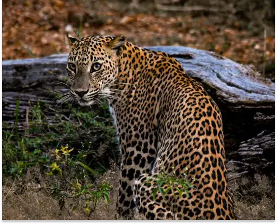 See the Leopards of Yala