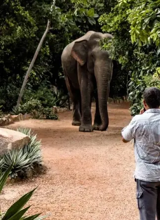 Elephant in Yala National Park