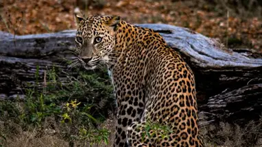 Leopard in Yala National Park