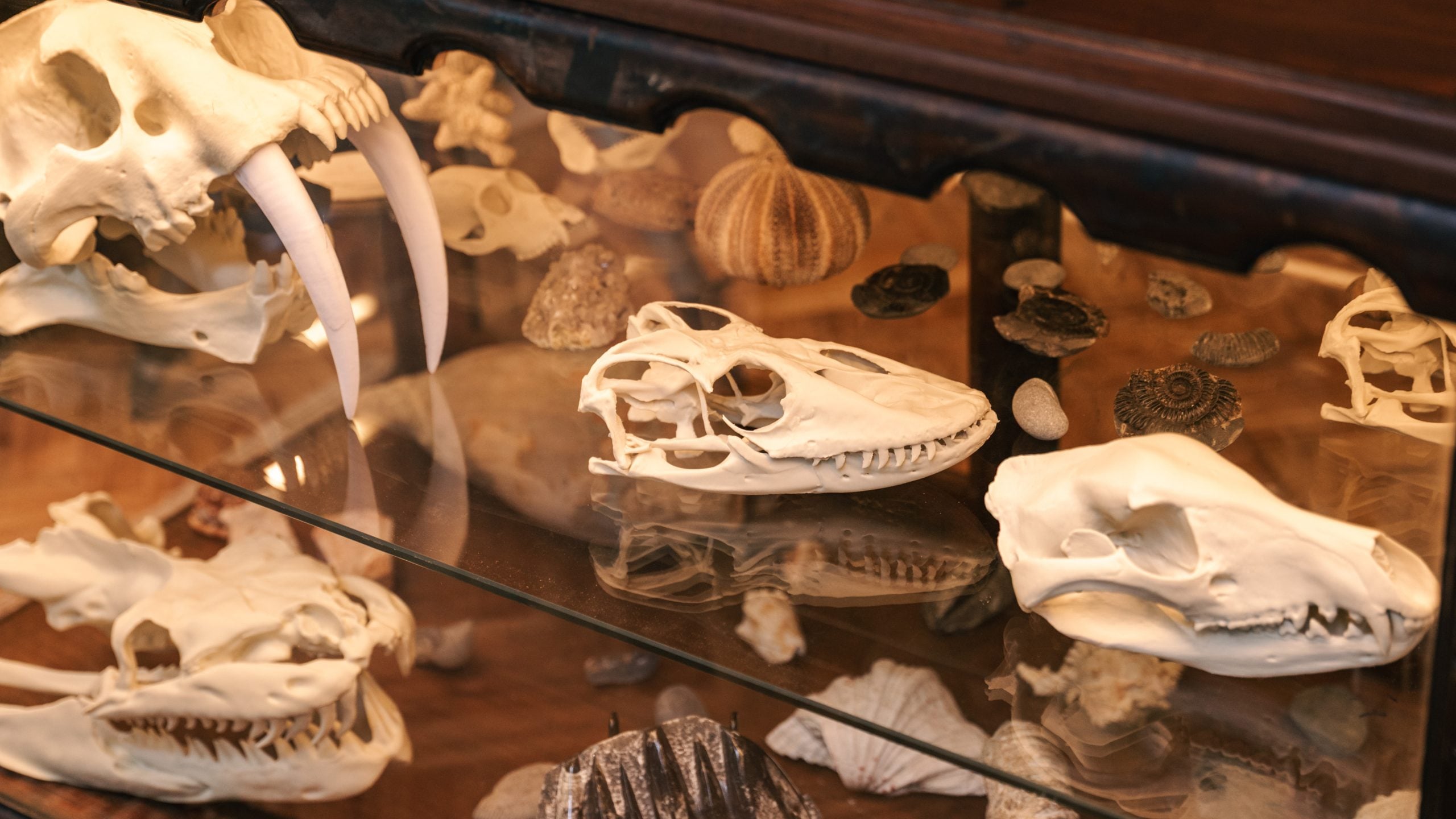 Forest School activities at The Fossil Room, Wild Coast Tented Lodge