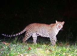 female leapord