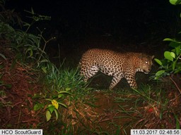 leopard