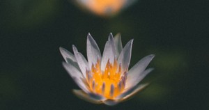 flower image