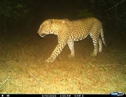 leopard
