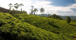 Smitten with Sri Lanka