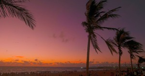 coconut tree