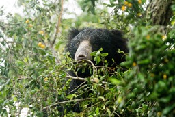 What-is-the-best-time-to-visit-Yala-1