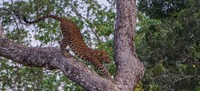 Leopard Paradise