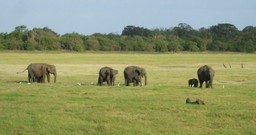 The Best Times to Visit Sri Lanka