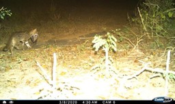 Spotted Cat