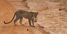 Smitten with Sri Lanka