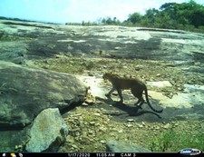 leopard panthera