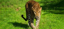 Yala’s Leopard Personalities