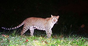 leopard
