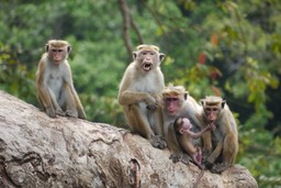 Monkeying Around