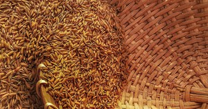 seeds cleaning