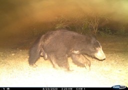 bear image