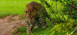 Yala’s Leopard Personalities