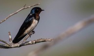 Swallow-Keith-