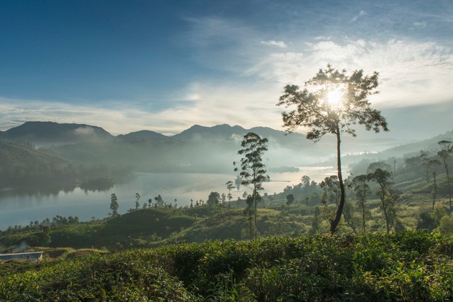 TeaTrails SP