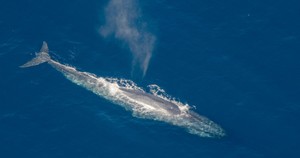 Whale Fish