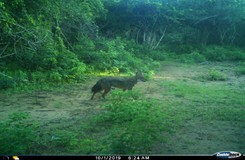 Jackal image