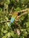 Blue-Tailed-Bee-Eater-233x300-1