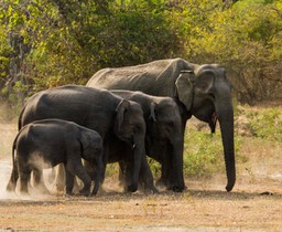 What-is-the-best-time-to-visit-Yala-2