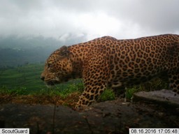 leopard