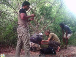 camera traps
