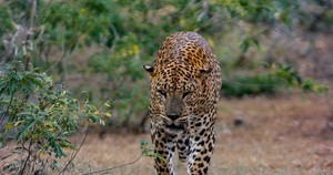 leopard