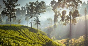 tea garden