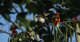 sri lanka