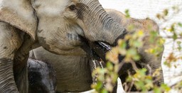 elephant