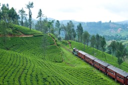 Tea Trails