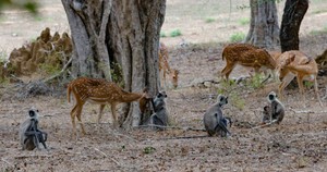 wild life