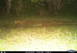 spotted cat