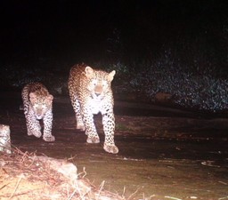 leopards