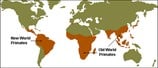 The-Curious-Behaviour-of-Grey-Langurs