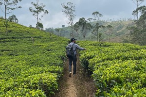 tea plants