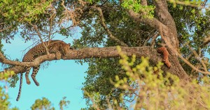 Wildlife
