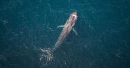Whale fish
