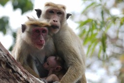 Monkeying Around