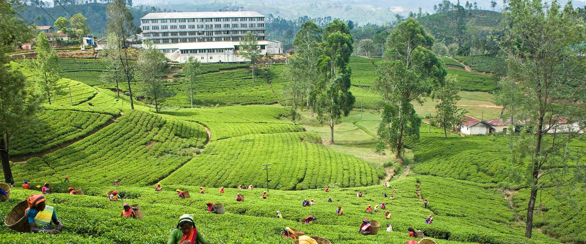 History and Heritage at Ceylon Tea Trails