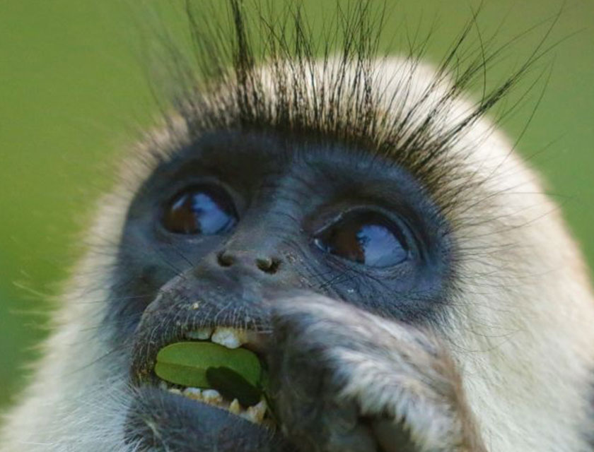 Three fascinating features of the Grey Langurs’ diet