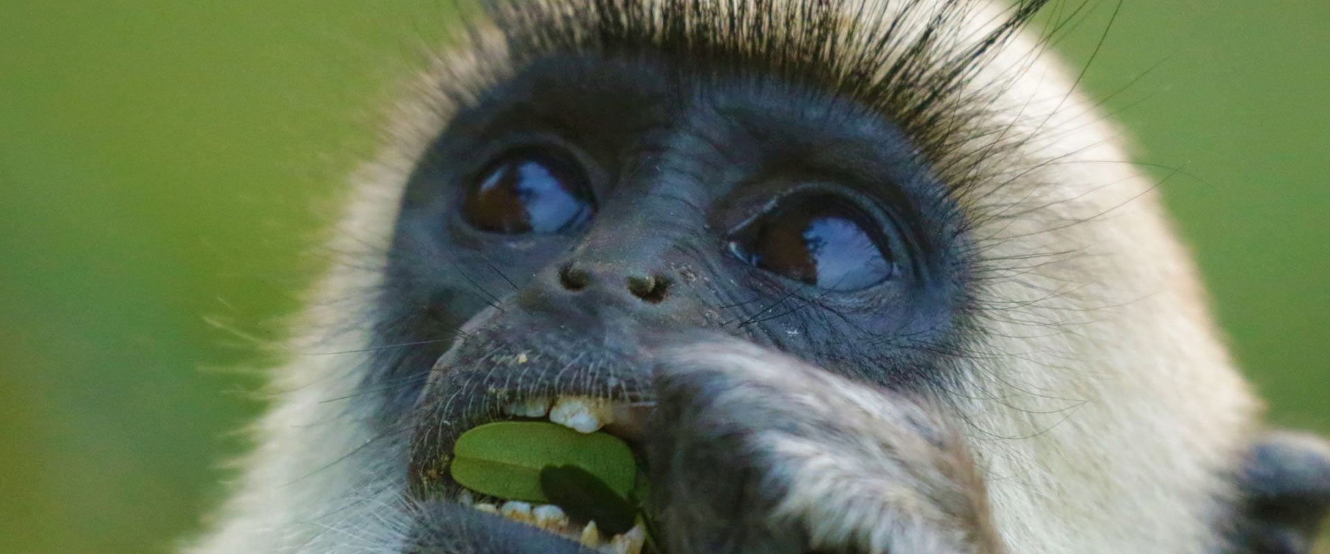 Three fascinating features of the Grey Langurs’ diet
